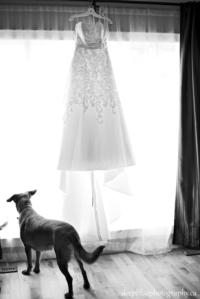 Dog Standing By Wedding Dress