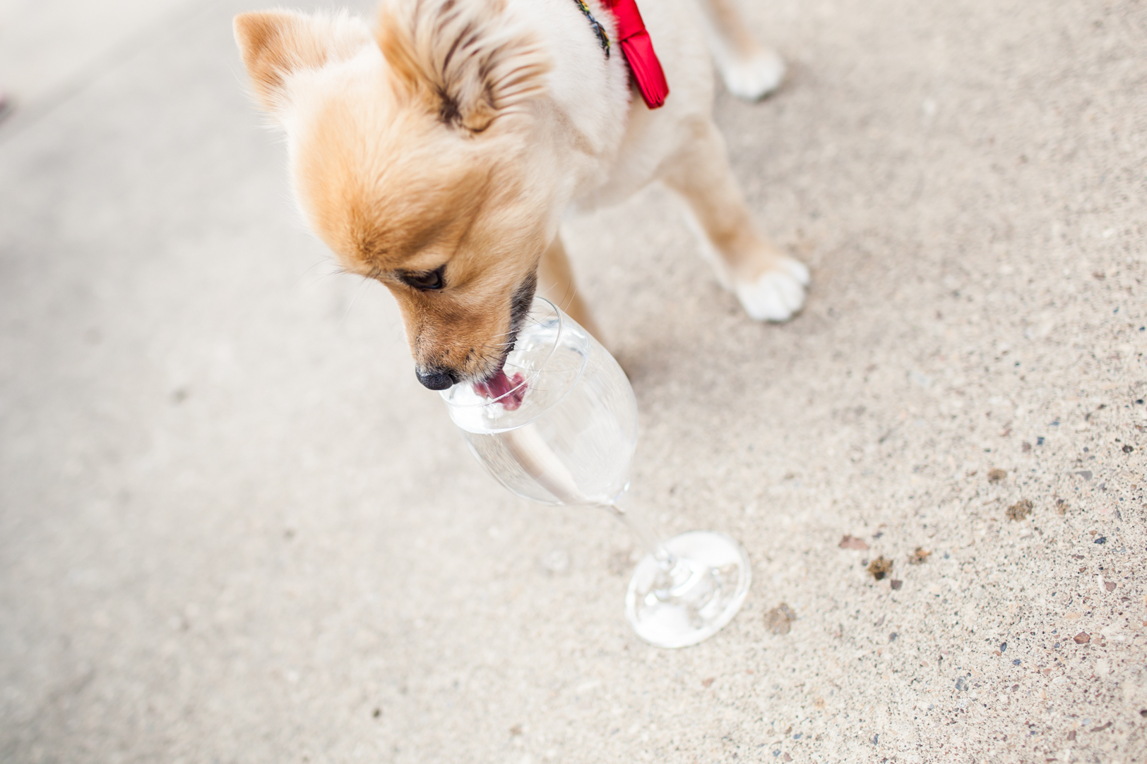 Dog at Wedding