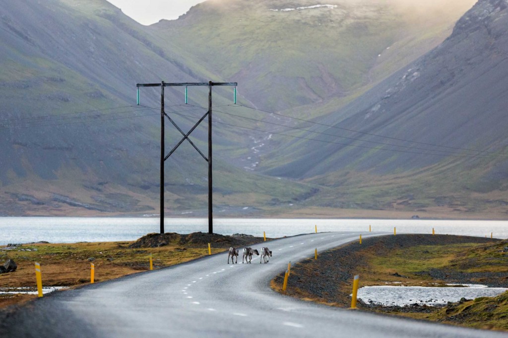 reindeer on the road while winter driving in iceland