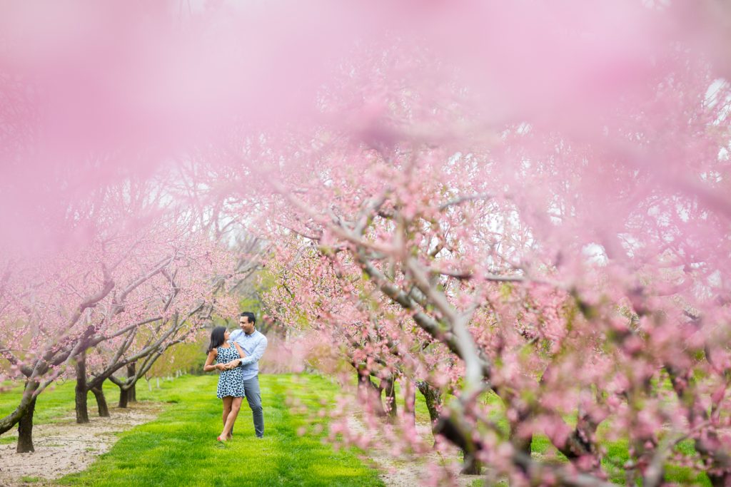 Walking through a field of cherry blossoms - Niagara on the Lake Engagement Photography