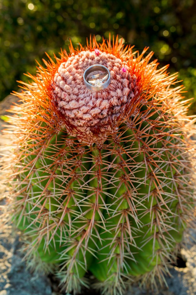 Detailed photo of wedding rings sitting on a cactus for Antigua destination wedding