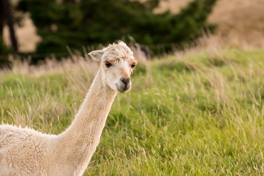 An alpaca in new zealand