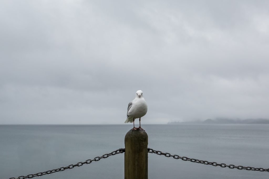lake taupo seagull picture