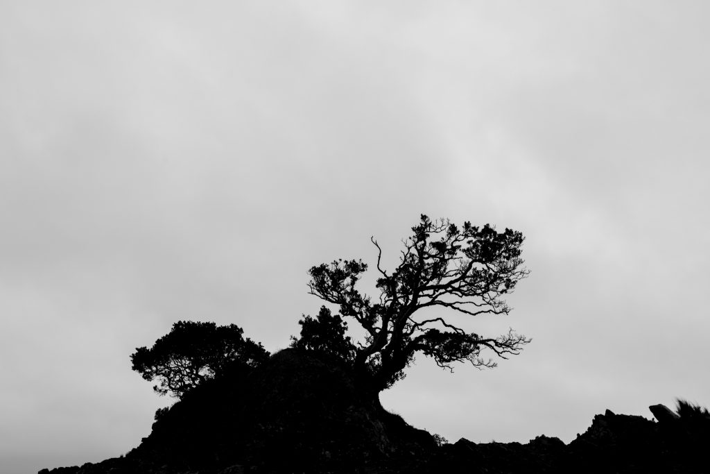 Silhouette Of A Tree While Driving the Coromandel Peninsula