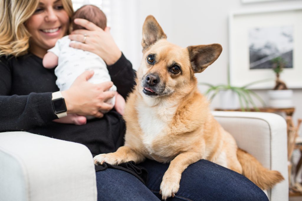 Newborn Family Portraits with dog