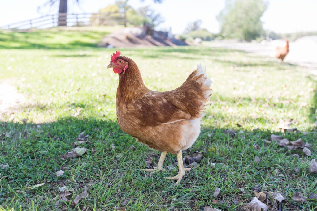 overly friendly chicken at yealands winery