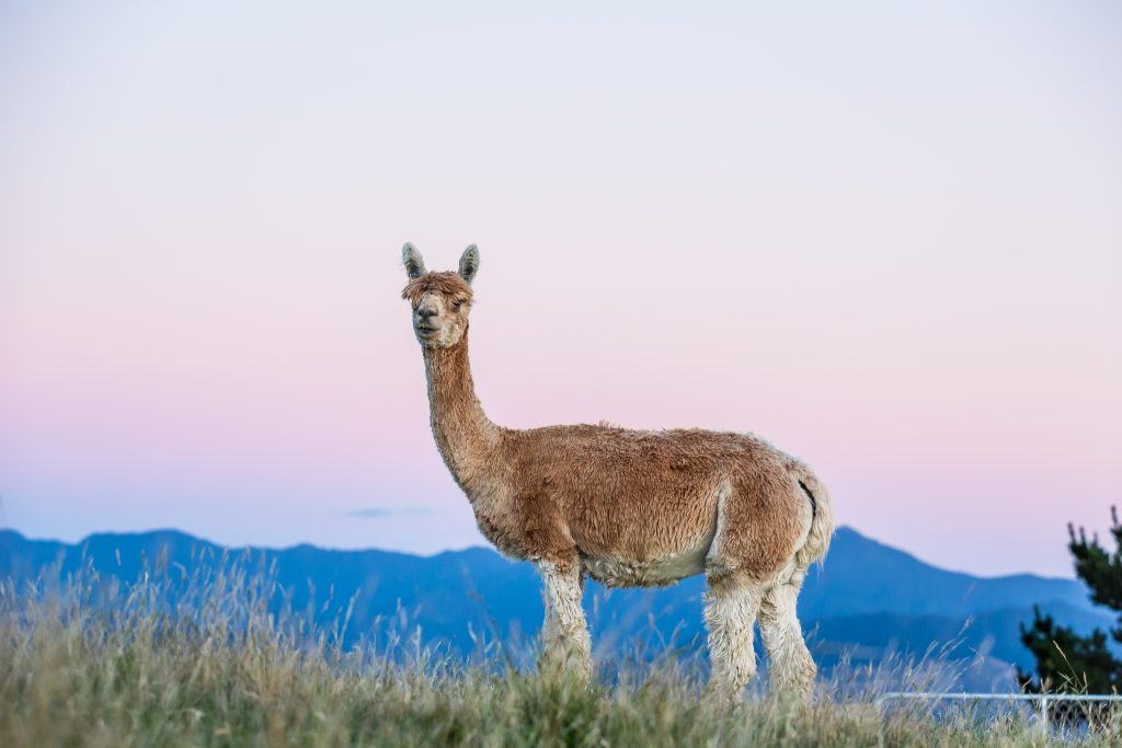 picture of new zealand alpacas at sunrise