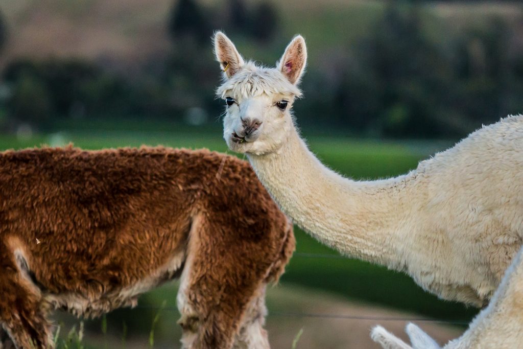 picture of alpacas at sunrise new zealand
